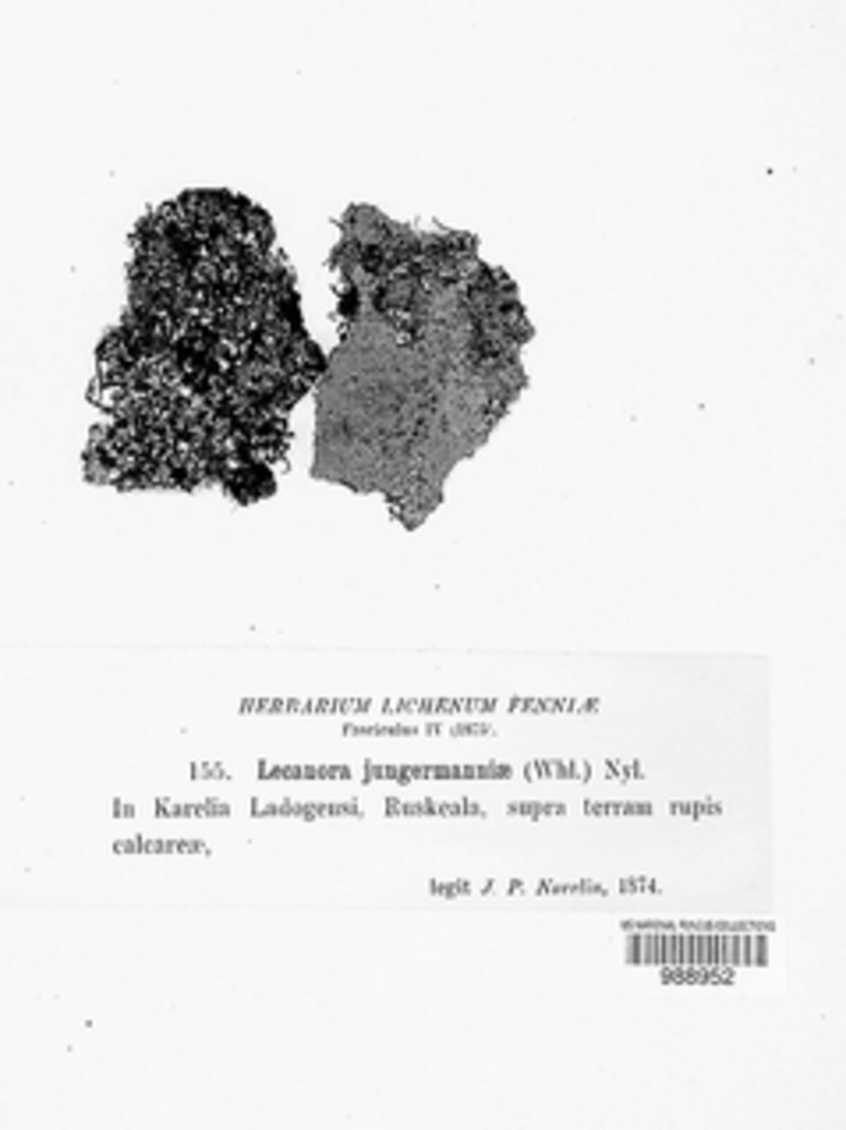 Bryoplaca jungermanniae image